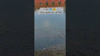 #ranipokhari #ktm #netrasir