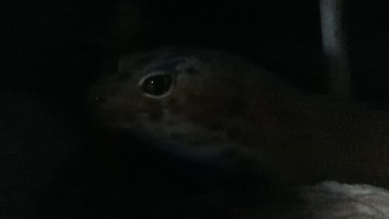 Gecko Café Closed til Spring 2024!! 👋☕🌱