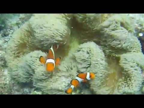 �����͗l�̃J�N���N�}�m�~