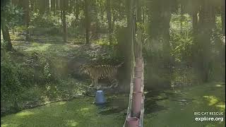 Playtime with Jasmine and Dutchess tigers at Big Cat Rescue in Tampa Florida. 