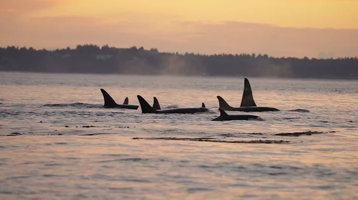 San Juan Island Southern Resident Killer Whales Fin to Fin at Sunset