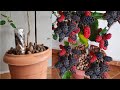 🍇AMORA PRODUZINDO MUITO no VASO em pouco tempo! PASSO A PASSO!