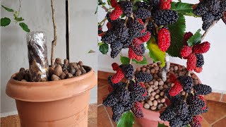 Amora Produzindo Muito No Vaso Em Pouco Tempo Po A Po