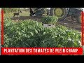 Plantation tomates plein champ avec couverture p17