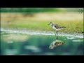 Little Stint Bird - Canon 700D - 2017