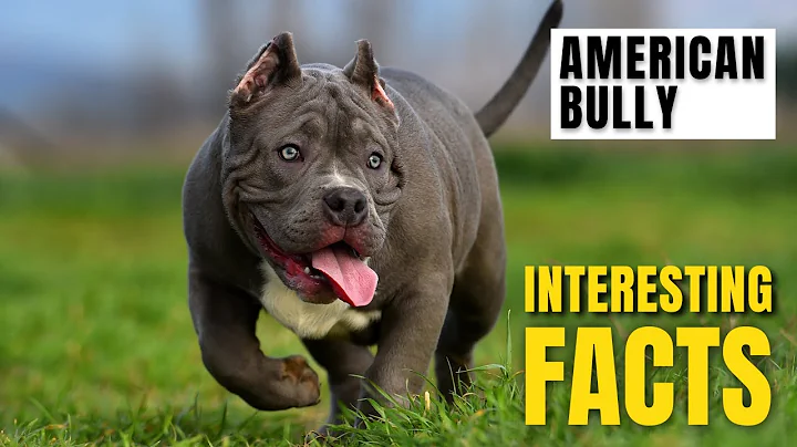 Amazing facts of American Bully | Interesting Facts | The Beast World