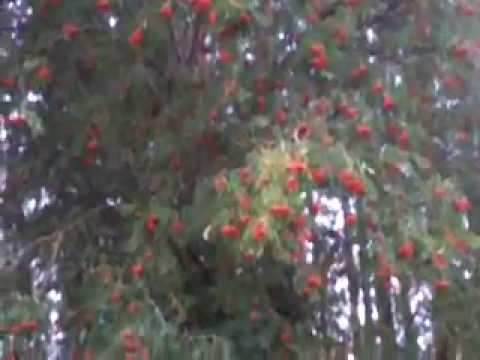 рябина фото зимой