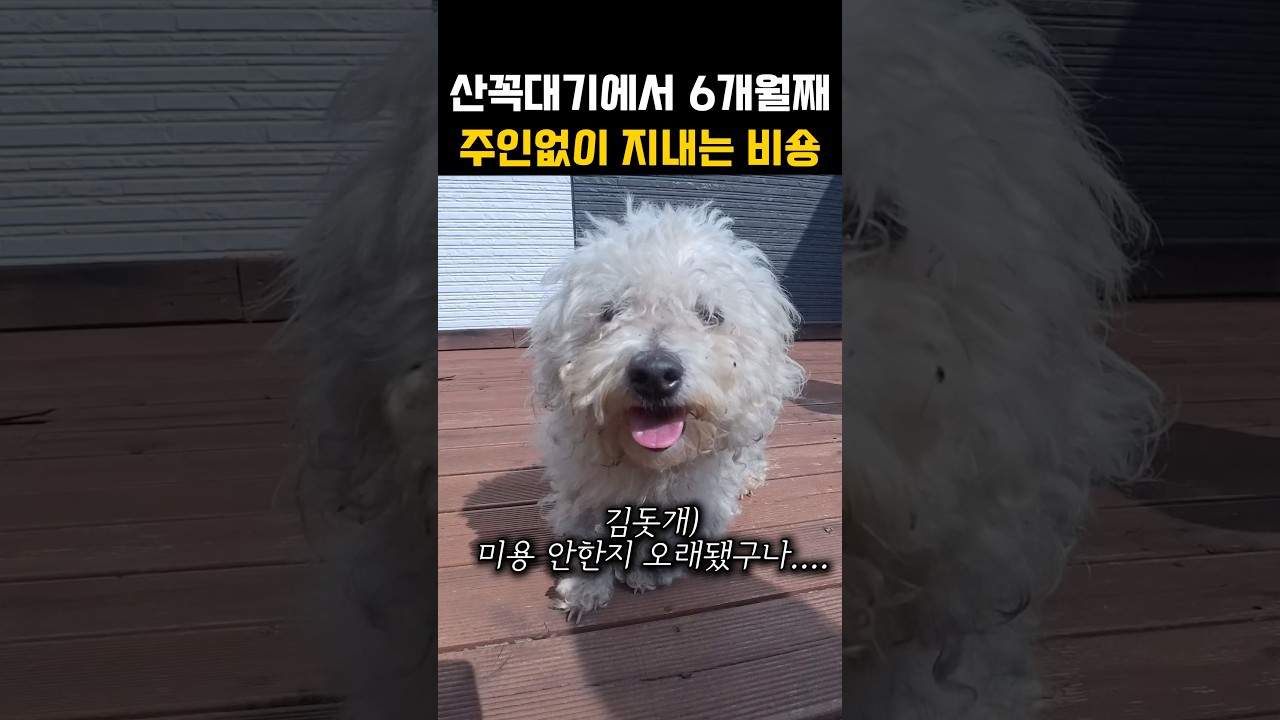 견주없이 혼자서 6개월을 버텼어요...