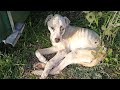 Malnourished stray dog, starving to death, collapsed next to the garbage bin.