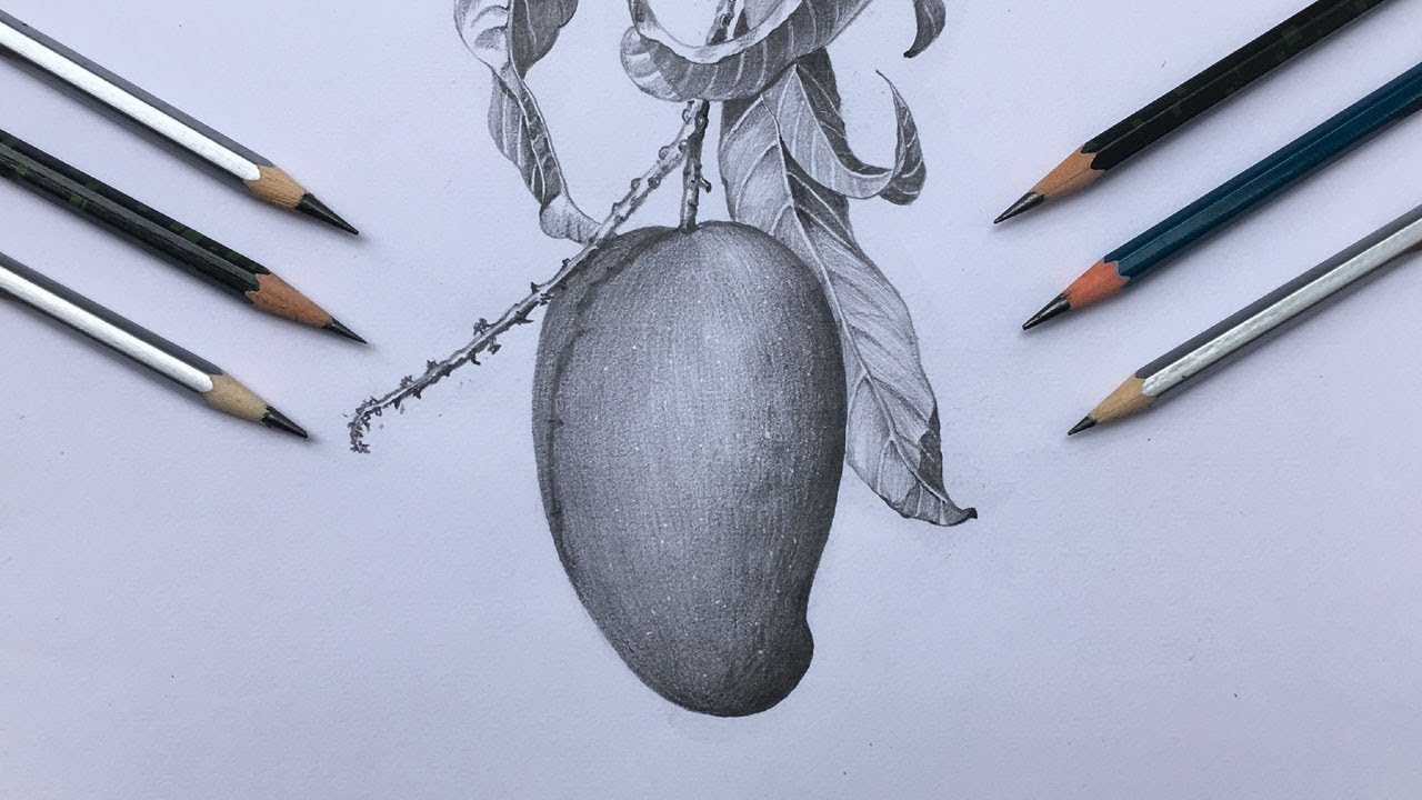 Pencil drawing of a mango | fruit drawing in pencil strokes ...