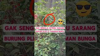 Download Lagu SARANG BURUNG PLECI DI ALAM LIAR #shorts MP3