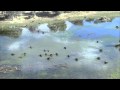BBC - Planet Earth - Trailer