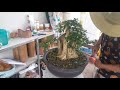 s159. bonsai giá rẻ khế, cần thăng, hồng ngọc mai, bạch mai, trà phúc kiến, bằng lăng đây anh chị ơi