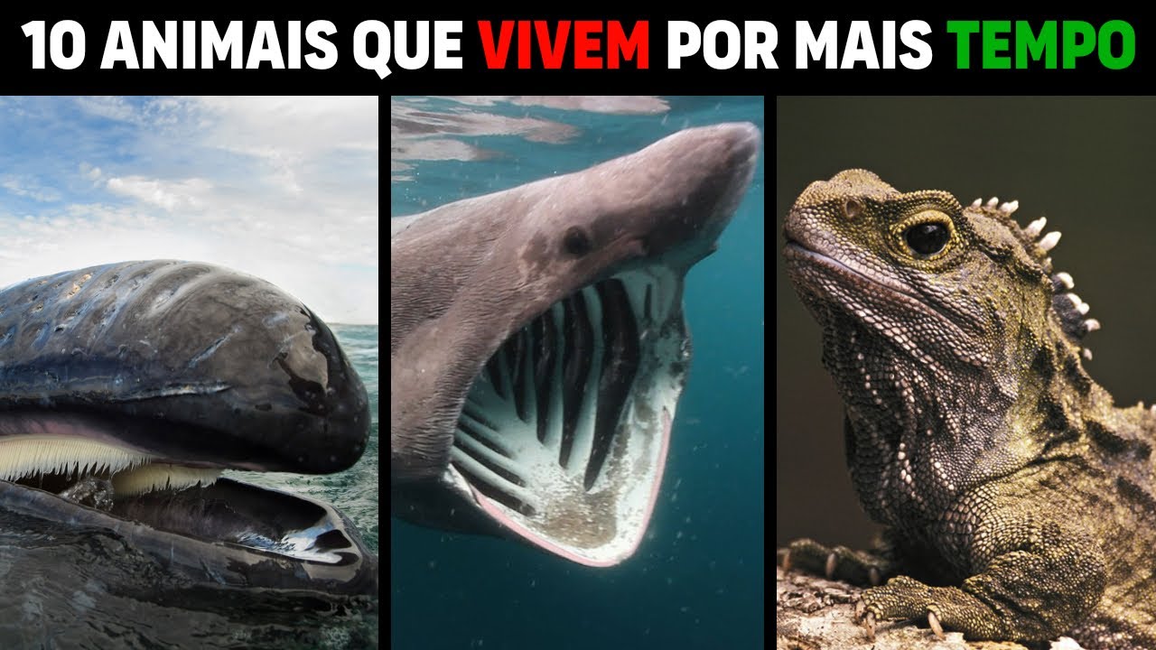 10 ANIMAIS QUE VIVEM POR MAIS TEMPO 🐳 - YouTube