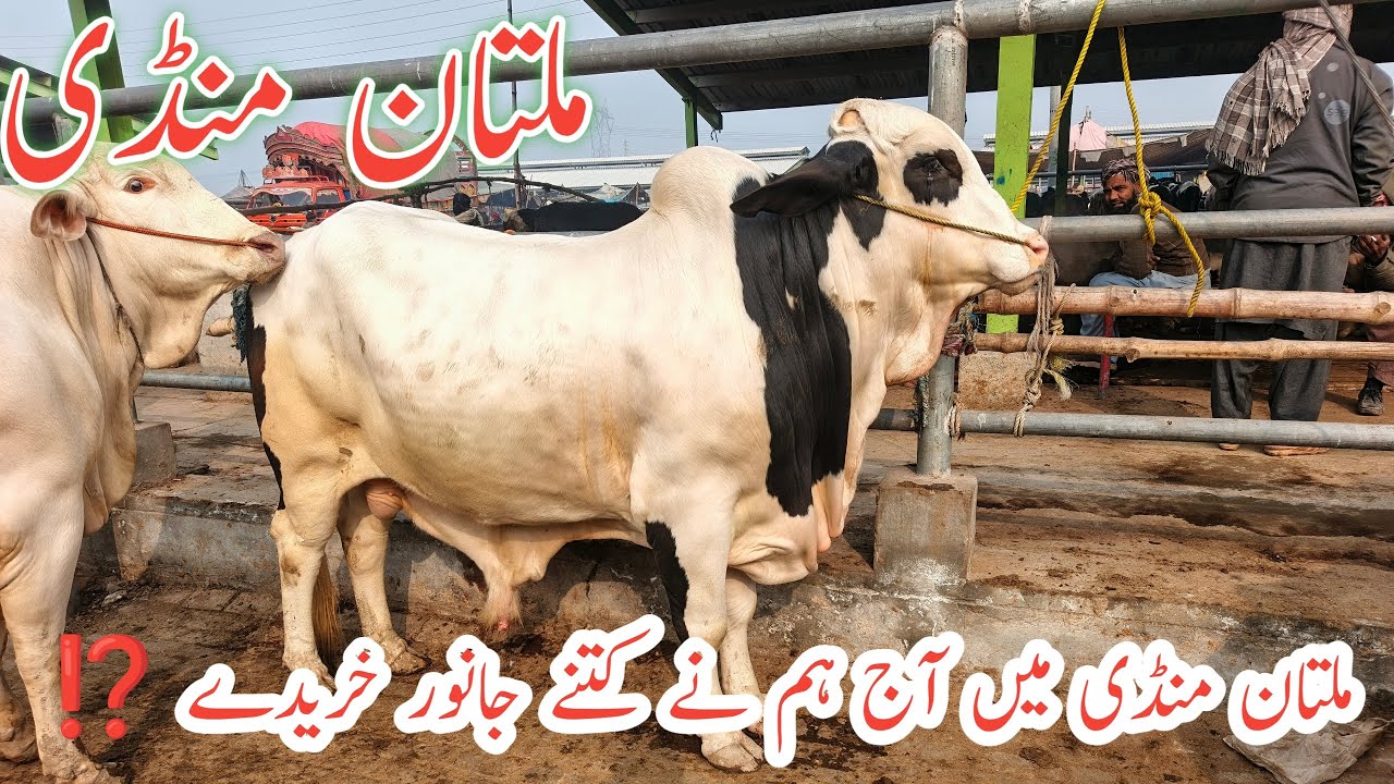 Multan Maweshi Mandi Saturday|| Dekhy Humri Kharedari 🥰||