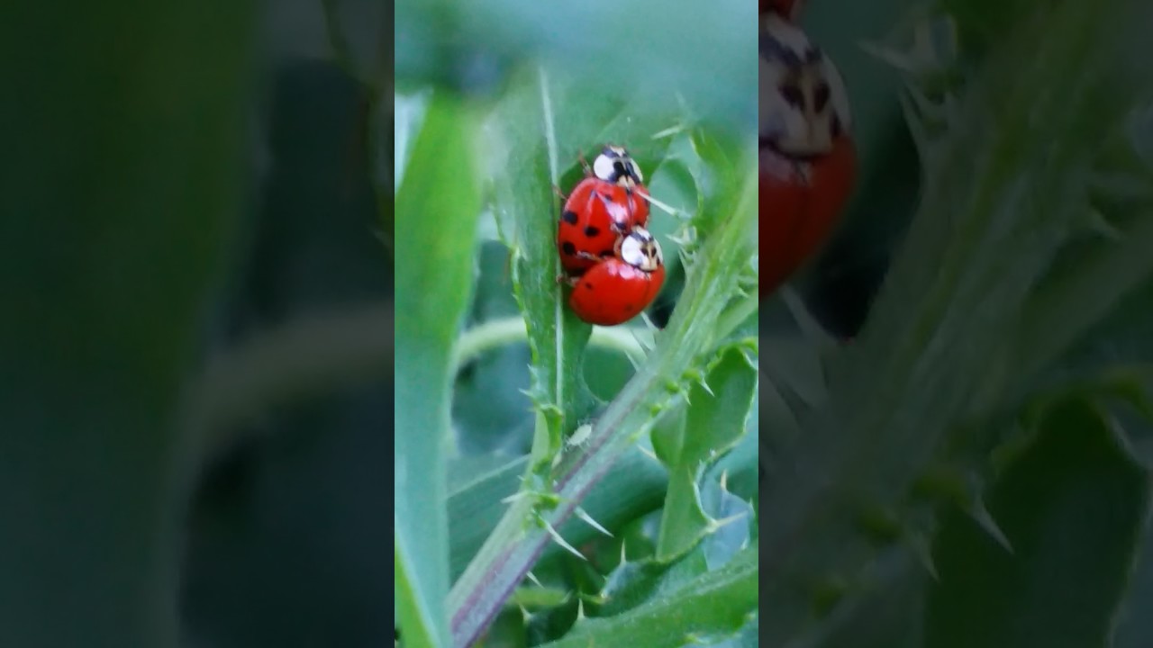 Ladybug Porn 28