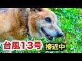 飼い主のいない犬と猫が心配【台風13号接近中】