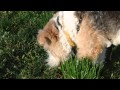 Fox-terrier eating grass like there&#39;s no tomorrow