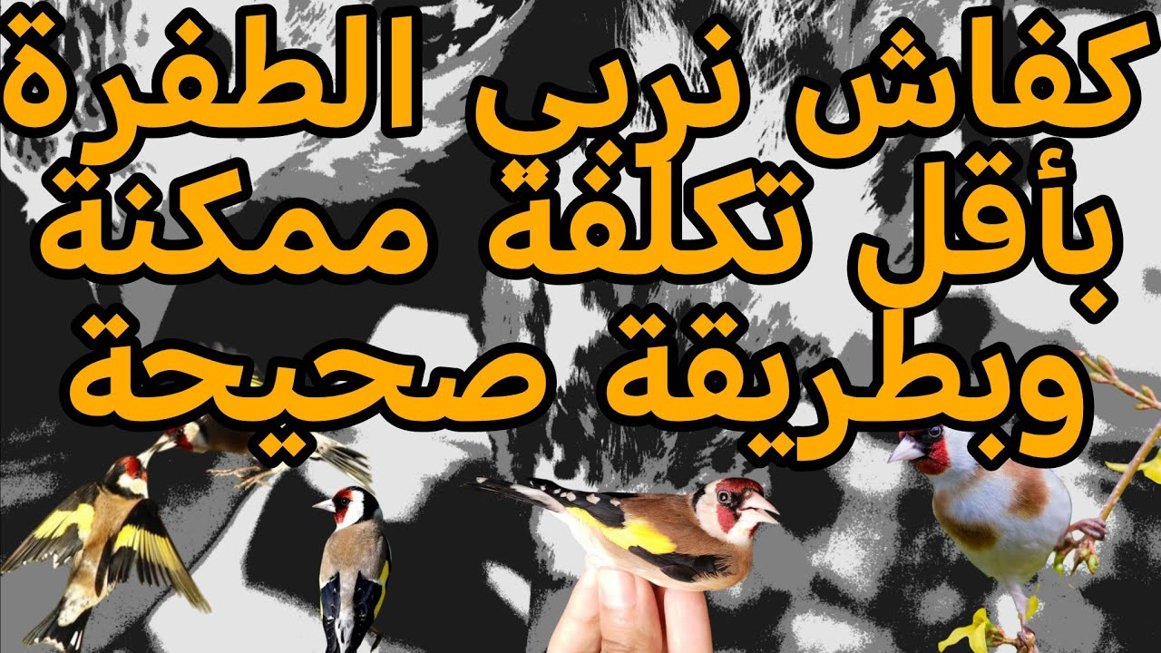 الطريقة الصحيحة لبداية تربية طفرة الحسون بالنسبة للسلالة البارفا (الباناشير) 