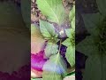 ground Cherry 🍒small plant and Sprouting mint 🍀🌿☘️