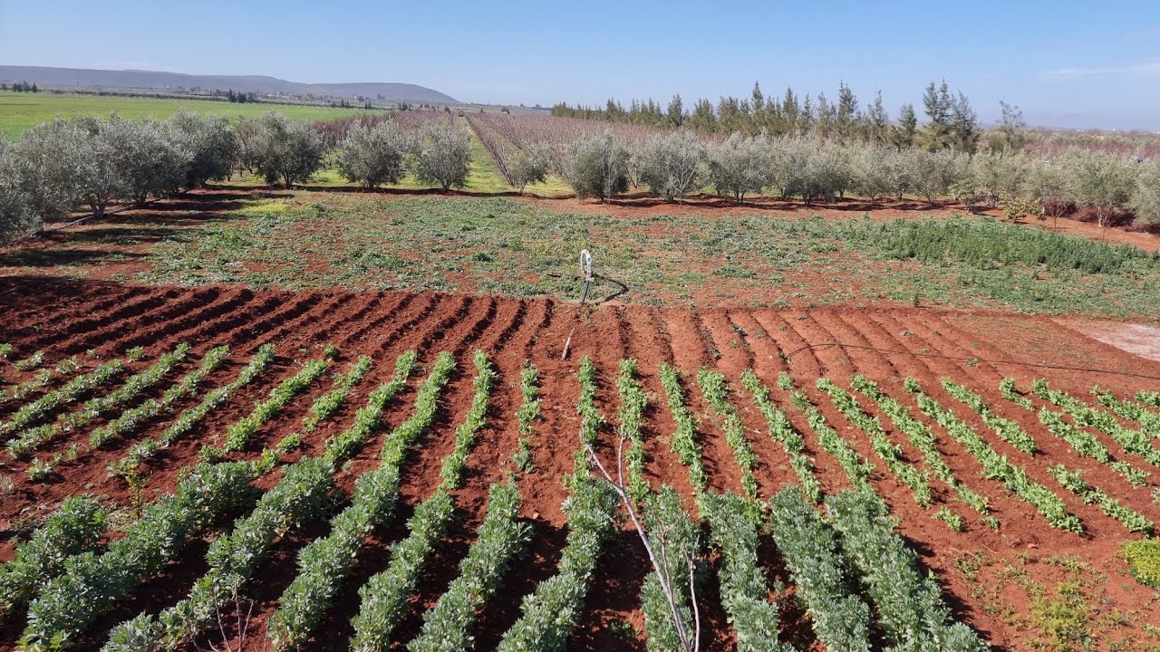 ضيعة فلاحية طريق ايموزار سيدي خيار 2 هكتارات و نصف FERME À VENDRE RT IMMOUZERE FES