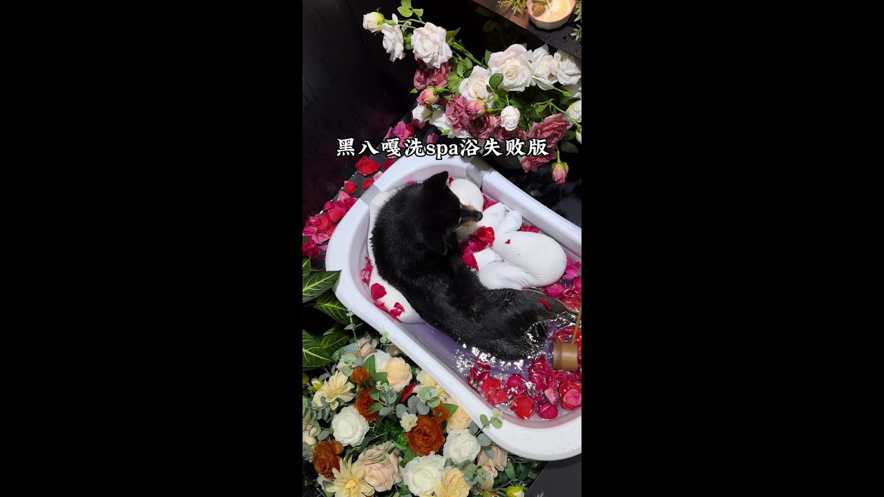 让我看看谁家黑八嘎洗澡一边洗一边喷的,啊,原来是我家的#柴犬 #萌宠出道计划 #狗狗洗澡 #黑柴 #养狗日记 - YouTube