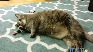 Chasers Cat Toys from Cat Dancer Products