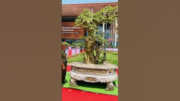 #Cây duối khá đẹp#tại triển lãm svc Quảng ngãi 2025#