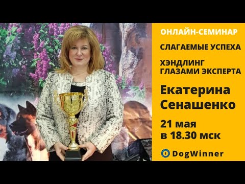 Видео: Выбор лучшего совместного дополнения для немецкого дога - 6 вещей, которые вы должны знать