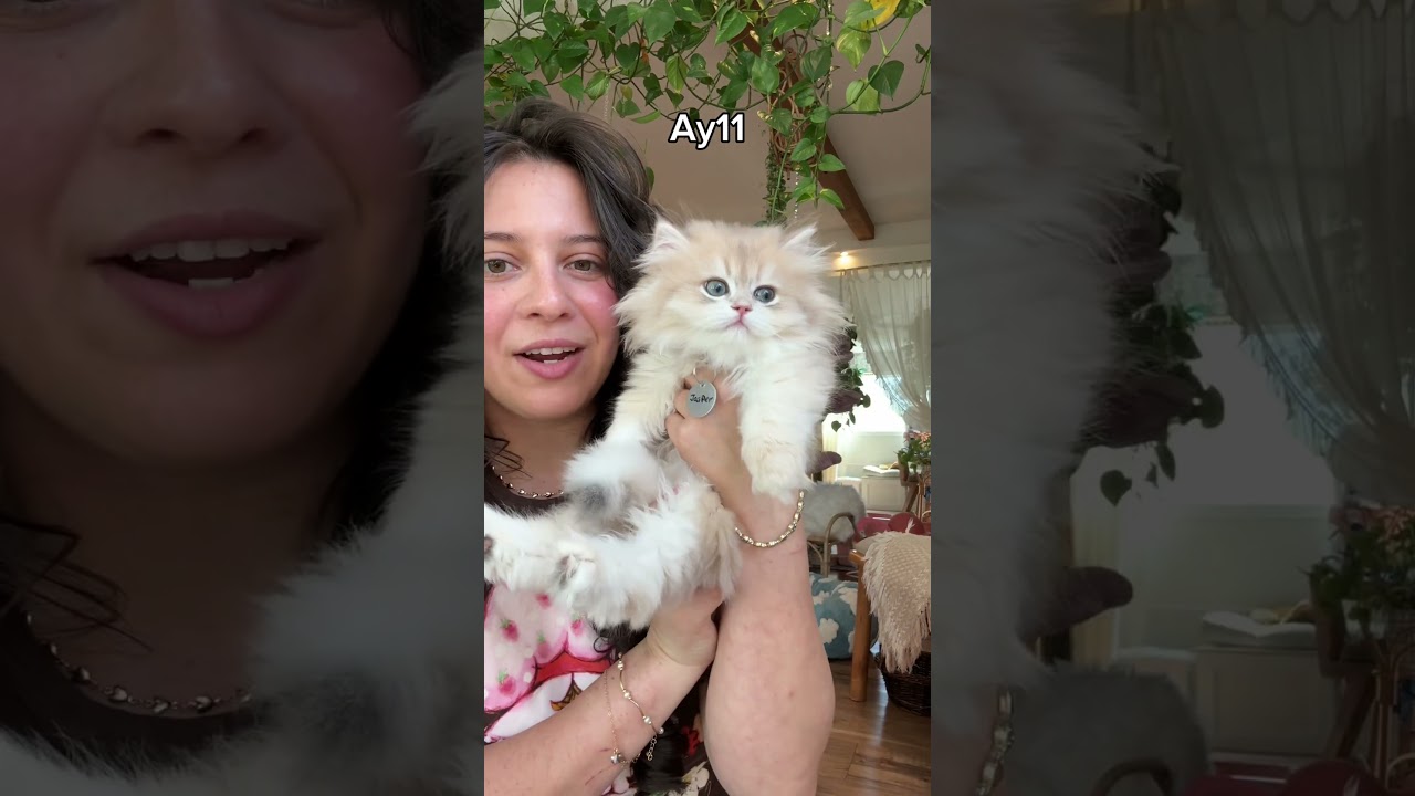 Which color is your favorite? #britishlonghaircat #adoreble #cattype