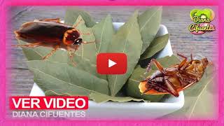 Como eliminar cucarachas con bicarbonato y azucar