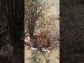 Simba Munyama Hatari Sana Lion Very Dangerous 
