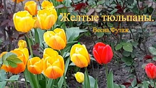 Желтые тюльпаны  Весна  Футаж
