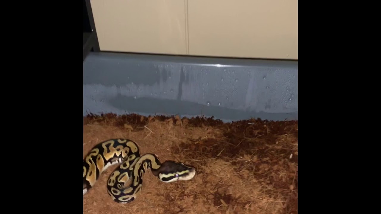 Our new baby boy Pastel Ball Python eats for us for the first time. 🚨 ...