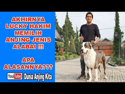 Video: Cara Memilih Anak Anjing Alabai