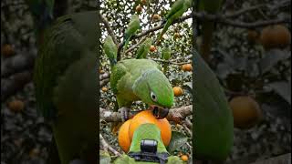 The World Through a Parrot's Eyes ✨ || #shorts #birds #birdpov #pov #nature #calm
