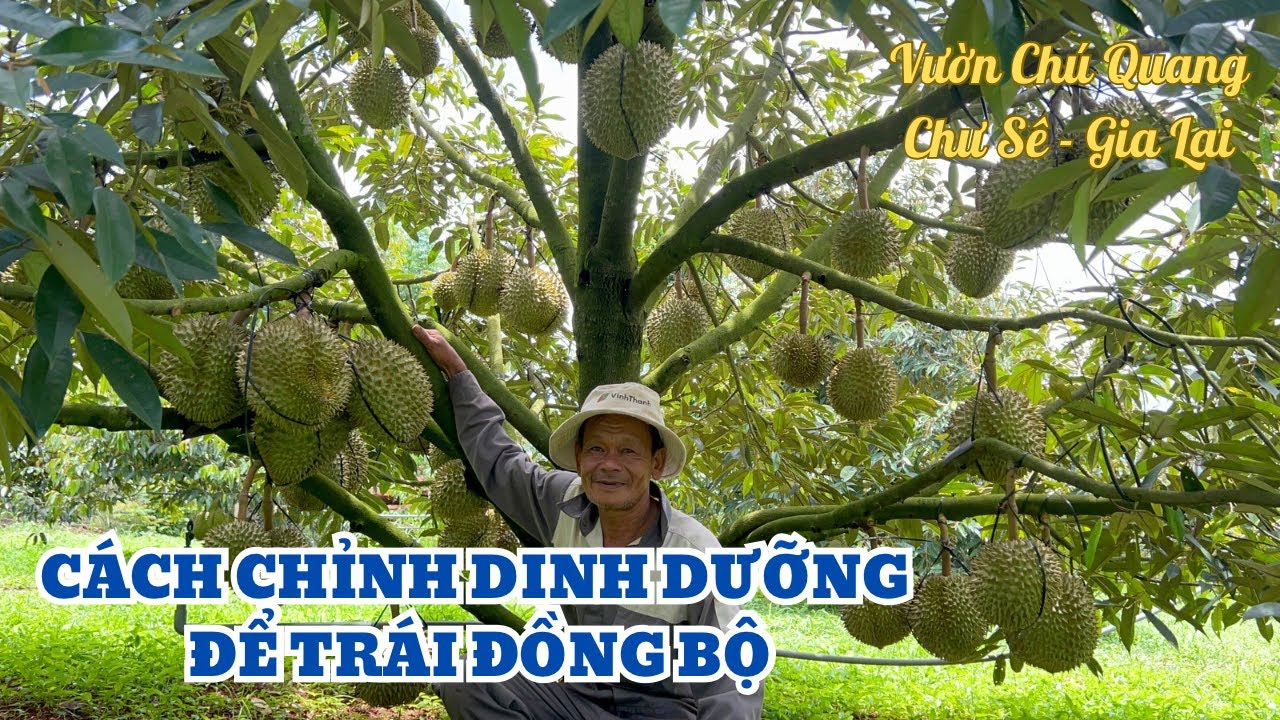 CÁCH ĐIỀU CHỈNH DINH DƯỠNG ĐỂ TRÁI ĐỒNG BỘ - VƯỜN CHÚ QUANG CHƯ SÊ, GIA LAI
