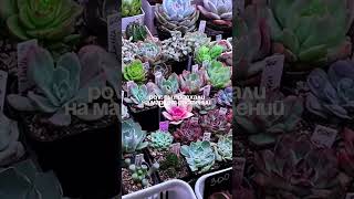 Если бы я оставляла оригинальный звук в видео с маркетов) #комнатныерастения #цветоводство #растения