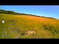 Coyote