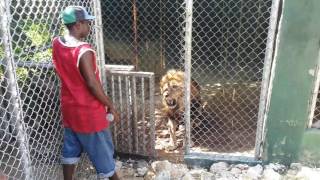 Trip to the Jamaica zoo