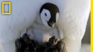 世界一過酷なコウテイペンギンの子育て | ナショジオ