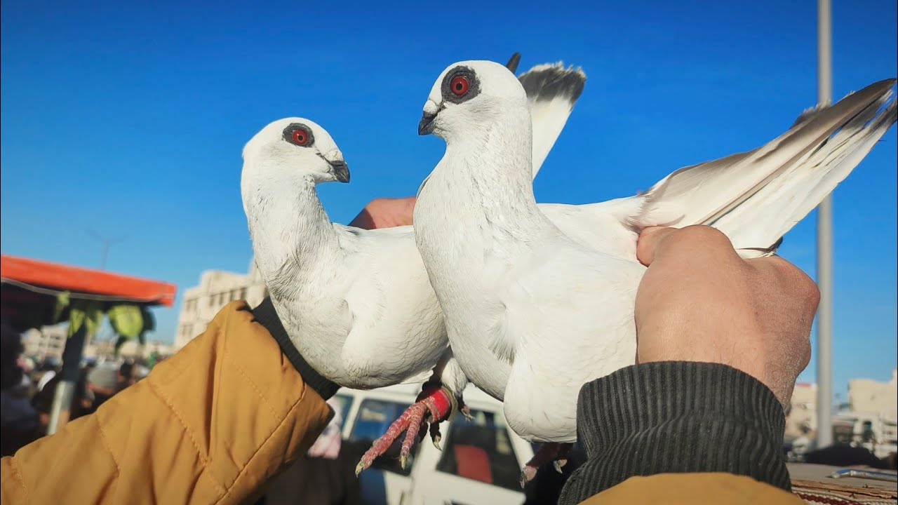 سوق الحمام جوز نغول سعرهم مليون 😳