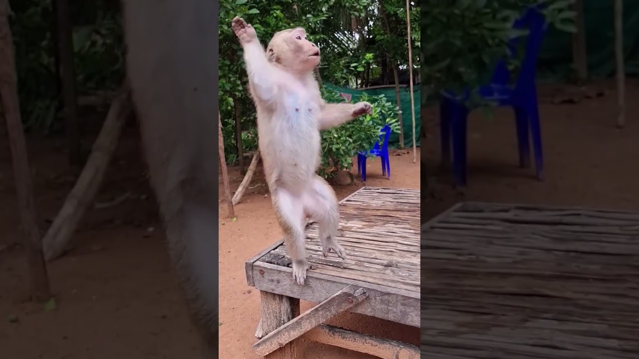 Naughty Yaya and Shally Playfully Mess Around 🐒 #animal #monkey #shally #funny #yaya #animals #cute