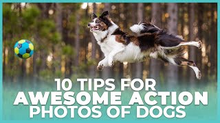 Premium Video Preview - 10 Tips for Awesome Action Photos of Dogs screenshot 2