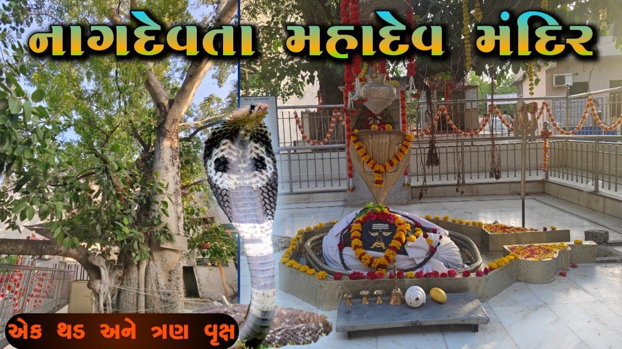 અમરેલીમાં આવેલું ચમત્કારિક મહાદેવનું મંદિર સાથે એક ચમત્કારિક વૃક્ષ NAGDEVTA MAHADEV MANDIR