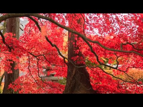 Sentimental Autumn Relaxing Sentimental Music//Beautiful Autumn Leaves//Amazing Tree - YouTube