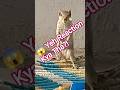 Gilhari Ka EPIC Funny Reaction 😂😱| Cute Squirrel Shocked Moment Must Watch 🤯#shorts #funny #squirrel