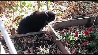 Cat walking in the yard by City cats short 990 118 views 1 year ago 2 minutes, 54 seconds