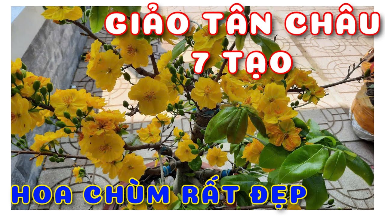 Mai chùm Giảo Tân Châu 7 Tạo | 0386569374 - Ngọc Ngân Bến Tre | Chuyên cây độc lạ