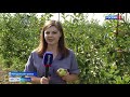 «Сады Мичурина» собирают первый урожай товарных яблок/Вести Тамбов